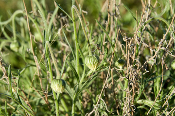 Flowering of daisies or marguerite. Oxeye daisy, Leucanthemum vulgare, Daisies, Dox-eye, Common daisy, Dog daisy, Moon daisy. Wildflower