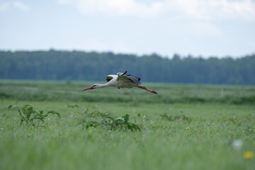 Ciconia ciconia flies beautifully slowly over a field where horses graze.