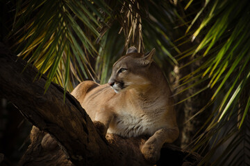 Cougar or Mountain Lion (Puma concolor) resting between palm leaves. Magnificent Light Panther...