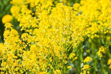 Barbarea vulgaris, bright yellow flowers