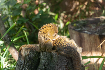 Ouistiti pygmée, Parc Zoologique et Botanique de Mulhouse