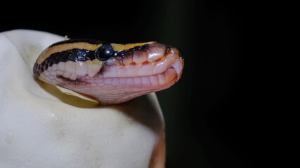 Royal Python snake rested on branch, Snake on hand, Ball python (python regius), exotic pets or animals and wildlife concept.