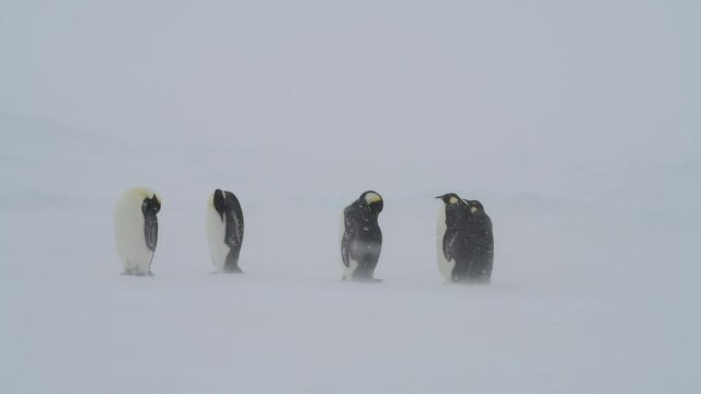 Emperor Penguins in snow storm on the ice in Antarctica