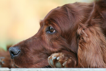 Face of a beautiful old thinking irish setter pet dog