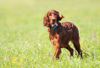Happy cute funny irish setter dog puppy listening ears and panting in the grass. Summer walking, pet care concept.