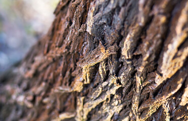 Old tree trunk and bark close-up background