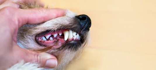 Healthy dog puppy teeth checking. Dental plaque, tartar prevention and cleaning or pet care concept banner.