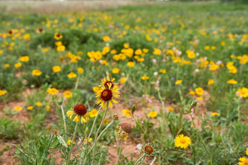 Pincushion Daisy ( Gaillardia suavis ) Wildflower