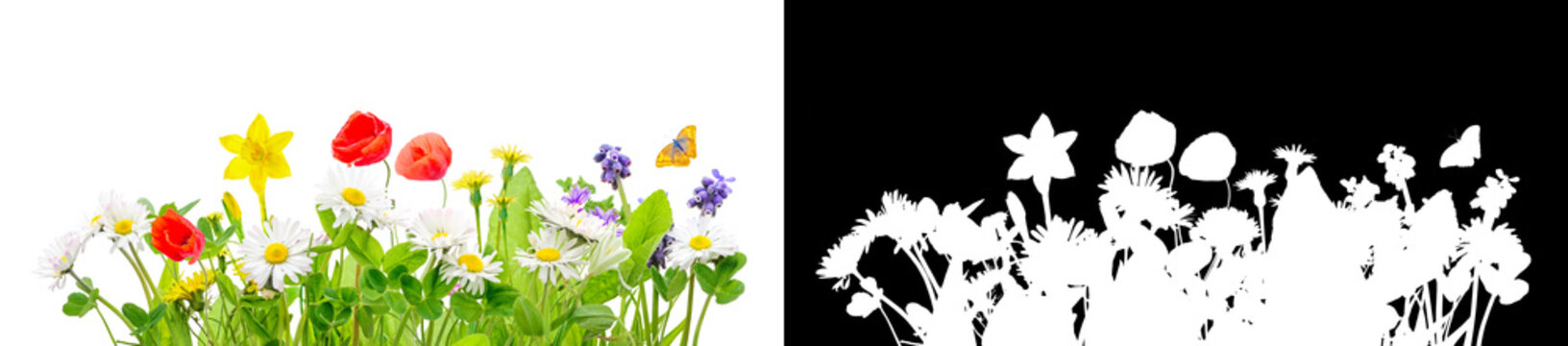 spring grass and daisy wildflowers isolated with clipping path and alpha channel