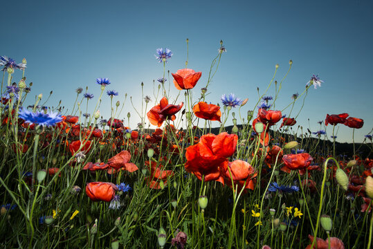 Mohn_poppy