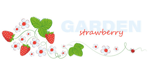 Garden strawberries. Sweet strawberries. Vector poster. Design for textiles, food, label, postcard. © velishchuknatali