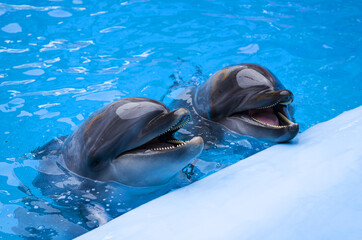 dolphins in the pool. Head of a  dolphins. marine animals