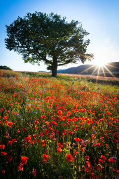 Mohnblumen im Gegenlicht
