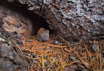 Russia. Krasnoyarsk Region. A small mouse vole at the entrance to a burrow under the roots of a huge cedar in the taiga thickets of the Eastern Sayans. - obrazy, fototapety, plakaty