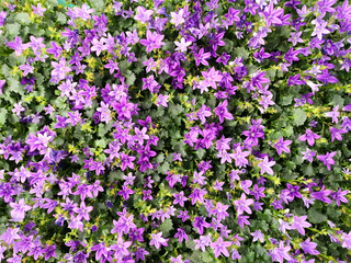 Purple flowers of Dalmatian or Adria bellflower (Campanula portenschlagiana), background. Potted plants.