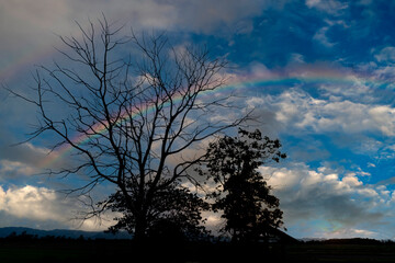 Fototapeta na wymiar silhouette of dry twigs on the background of the sky and rainbow