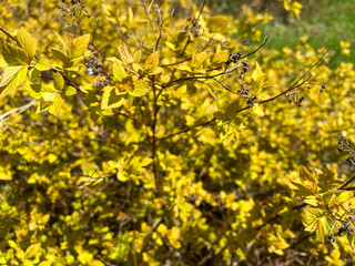 Beautiful little yellow flowers or bushes in a flower bed. Texture. The background