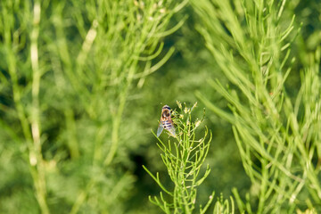 Palpada mexicana, Drone fly (Rat-tailed maggot fly) sitting on a Mexican Hat, Upright Prairie Coneflower, Thimbleflower, Red and Yellow Flowers in a Open Prairie