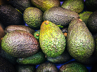 Avocado also refers to the Avocado tree's fruit, which is botanically a large berry containing a single seed. Avocados are very nutritious and contain a wide variety of nutrients
