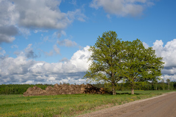 Fototapeta na wymiar Country road In the countryside of Latvia, along the edges of which there are trees and green grass grows, the sky is blue with many macaques