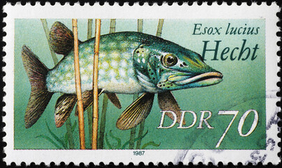 Northern pike on german postage stamp