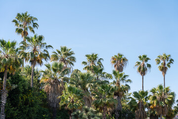 Obraz na płótnie Canvas Palm Trees In Barcelona City, Spain