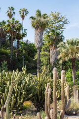 Fototapeta na wymiar Green Cactus Plant In Summer