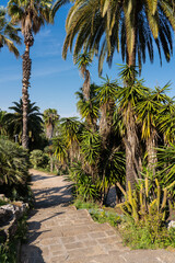 Green Cactus Plant In Summer
