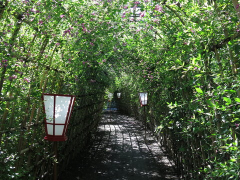 224 Best Lespedeza Images Stock Photos Vectors Adobe Stock