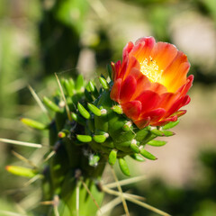 Orange Red Cactus Flower Background Closeup