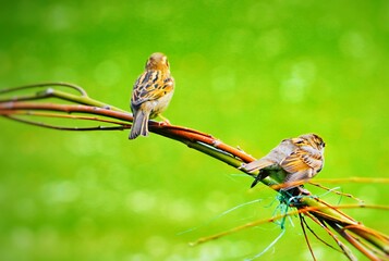 dragonfly on a branch