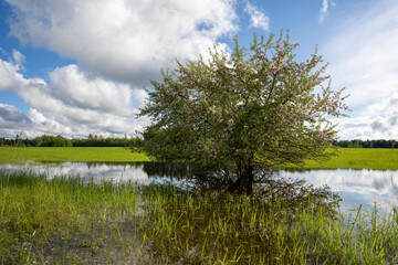 The meadow in the Latvian countryside in early spring is flooded with water and there grows a beautiful chubby apple tree that blooms, the sky is blue with many macaques