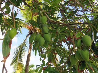 Green fruit on tropical tree in the French West Indies. Fruits and healthy food in their natural state.