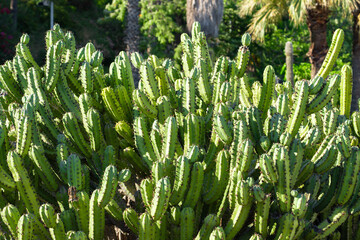 Green Cactus Plant In Summer