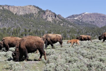 Fototapeta premium Follow the Leader