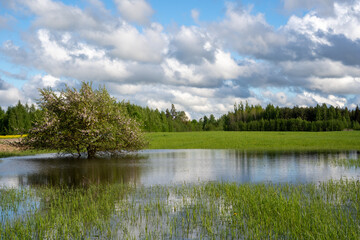 The meadow in the Latvian countryside in early spring is flooded with water and there grows a beautiful chubby apple tree that blooms, the sky is blue with many macaques