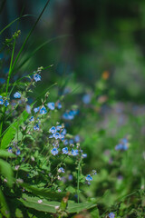 blue flowers