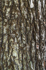Poplar bark. The rough texture of the tree bark.