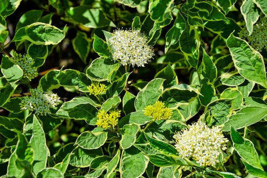 Leaves and flowers of ornamental shrub Variegated Dogwood (Cornus alba Sibirica Variegata) close up. Decorative bush with variegated foliage - white border edges on green leaves. Selective focus