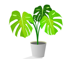 Fototapeta na wymiar Indoor plant group isolated on white background collection of indoor plants in pots home decoration Vector illustration in modern style.