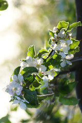 Apple blossom in golden hour
