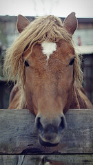 Horse at the fence