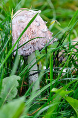 An old light grey mushroom sitting on the green grass.