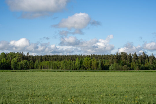 Latvian landscape with a green meadow, on the meadow there is a forest and above the forest a blue sky with beautiful clouds