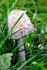 An old light grey mushroom sitting on the green grass.