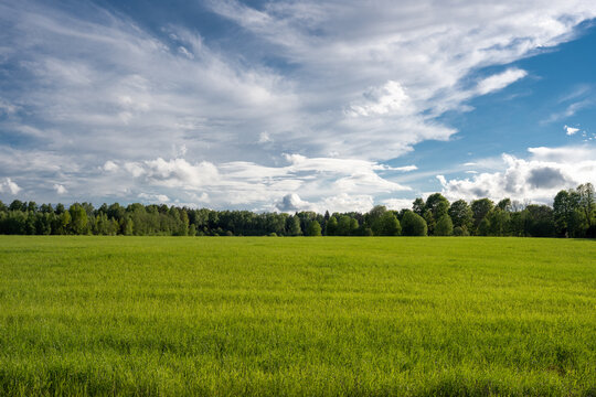 Latvian landscape with a green meadow, on the meadow there is a forest and above the forest a blue sky with beautiful clouds