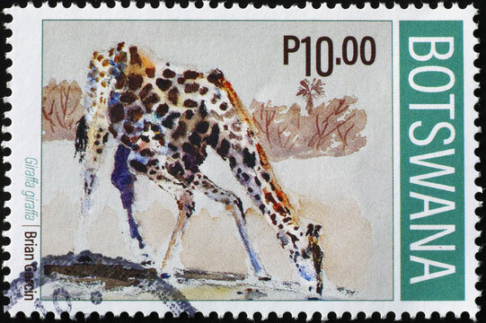 Drinking giraffe on postage stamp of Botswana