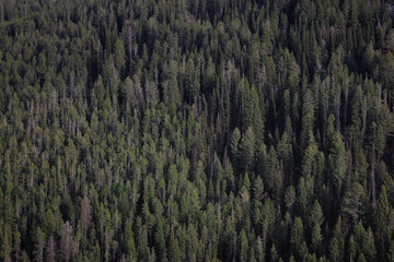 Forest near Packsaddle Lake