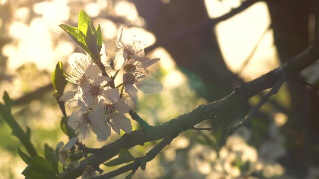 Fruit tree basks in the sun its withering flowers and newborn leaves. Close up view of dreamy spring scenery.