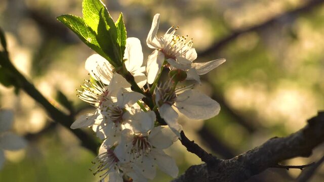 Spring transition from flowering to producing leaves in warm sunshine. Close up, pedestal lowering of a cluster of blossoms.